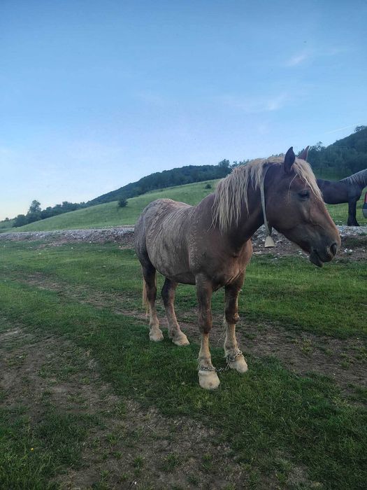 Animale cai de vanzare