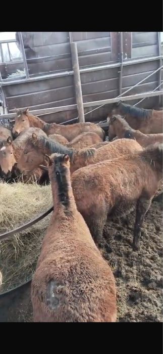 Тайчики лошади 35