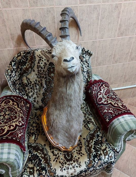 Продам чучело горного козла ТЭК