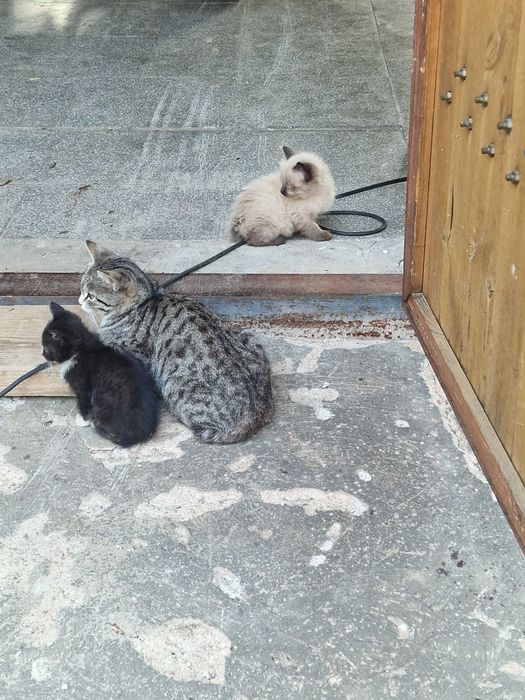 Отдадим котят бесплатно