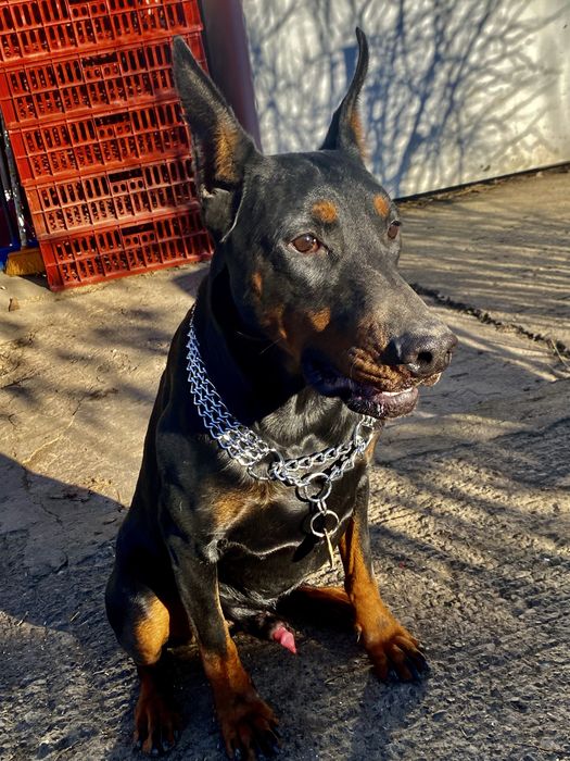 Vand doberman import Rusis