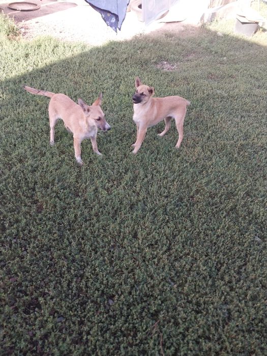 Отдам умных собак и кошек