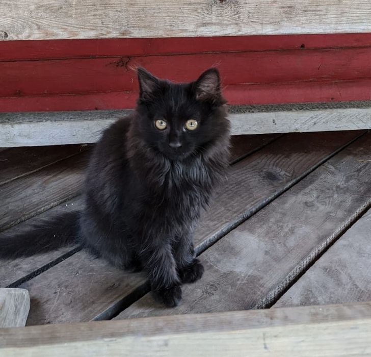 Котята 4-х месяцев ищут хозяенв