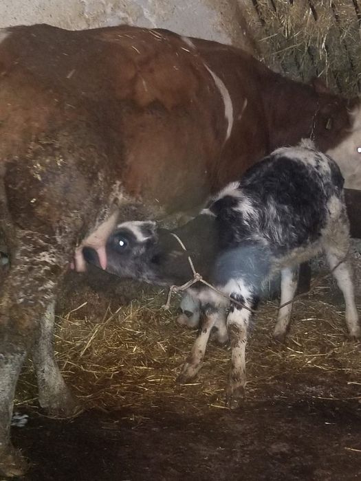 Juninca de 2 ani jumate cu lapte