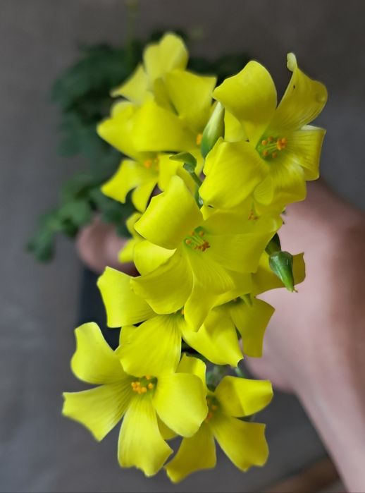 Комнатные цветы неприхотливые.