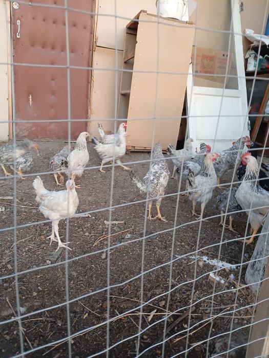 Продам домашних курочек и петушков
