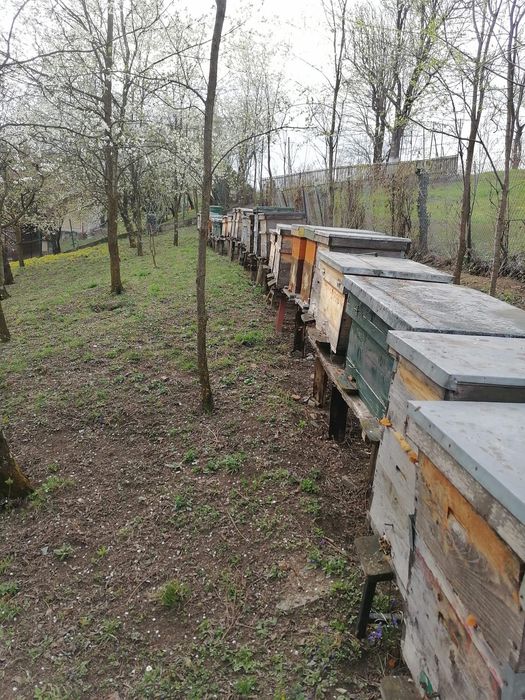 Vând 10 familii de albine