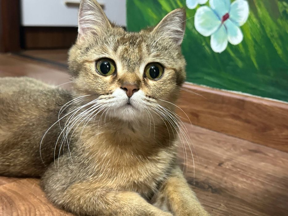 Кошка 1,5 года отдам беспоатно