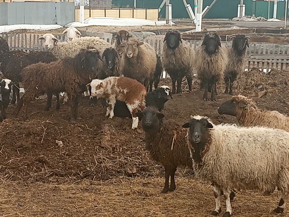 Продам овцематок на развод.