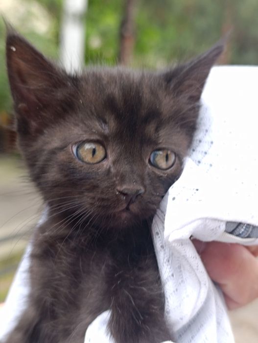 В самые добрые руки