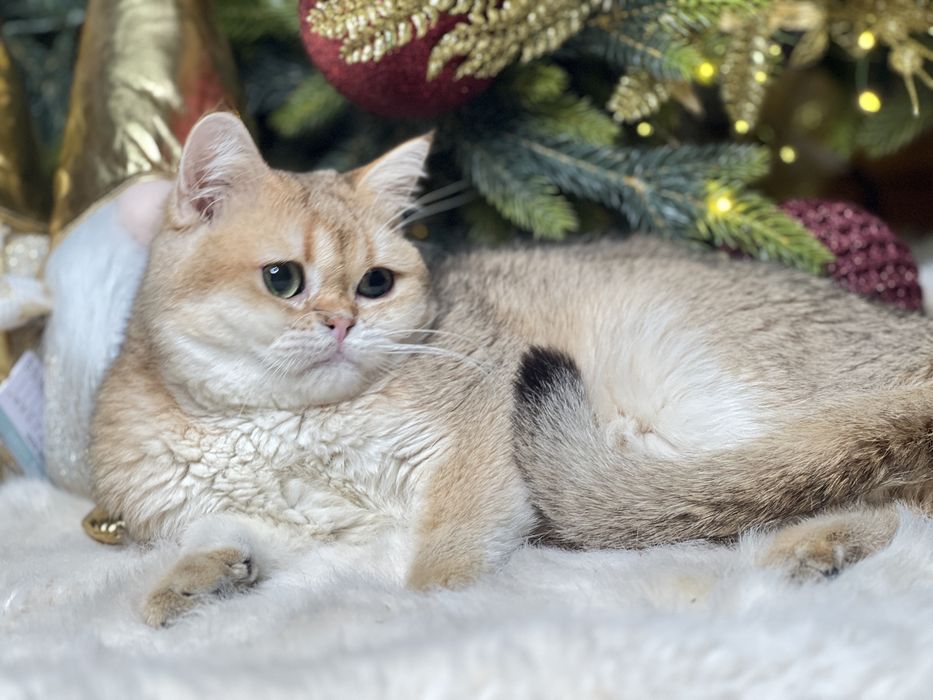 Золотая штншилла мальчик