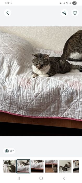 Отдам в добрые руки