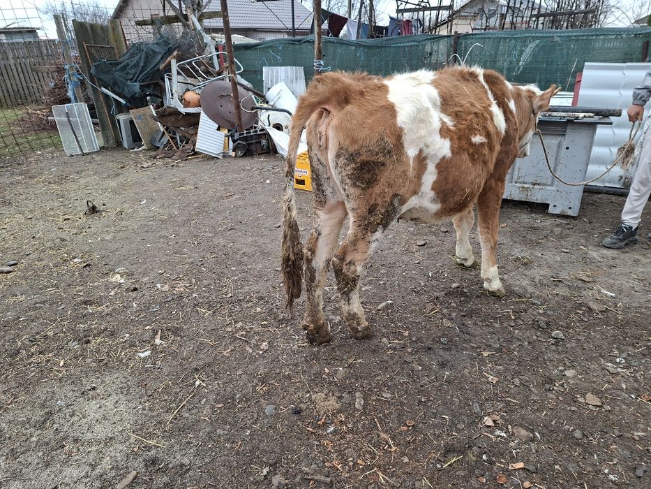 Vand junica baltata sau schimb cu un tauras