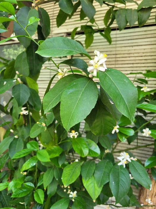 Продам лимонное дерево