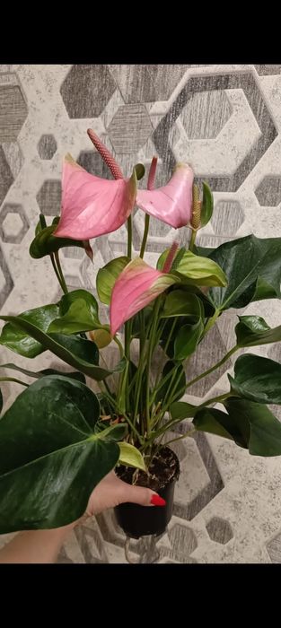 Азалия! Каланхоэ!Гордения!