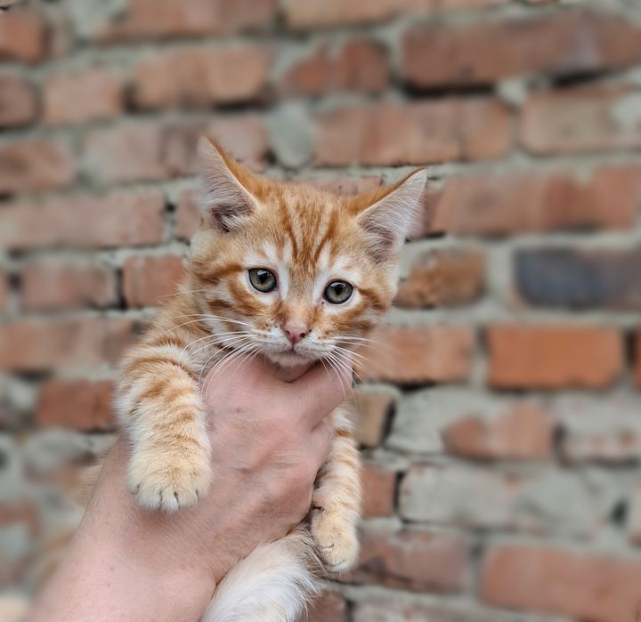 ПОРОДИСТЫЕ котята  !!!