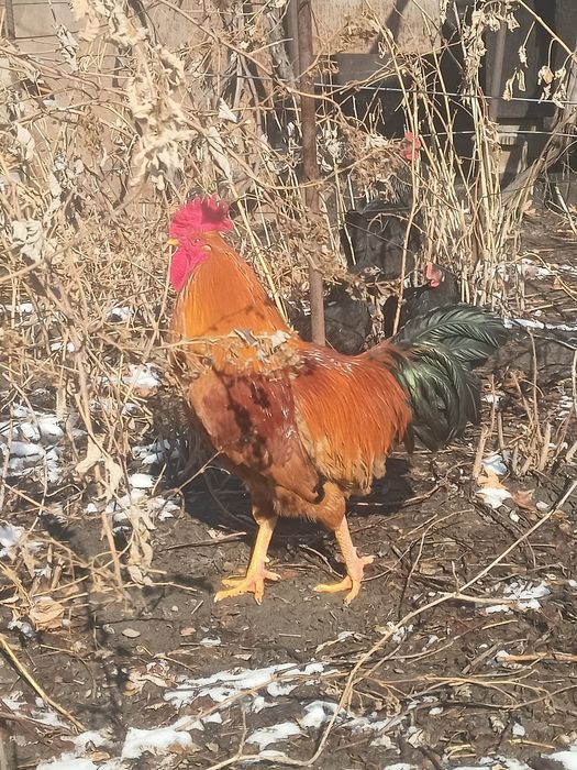 Продам молодых петухов