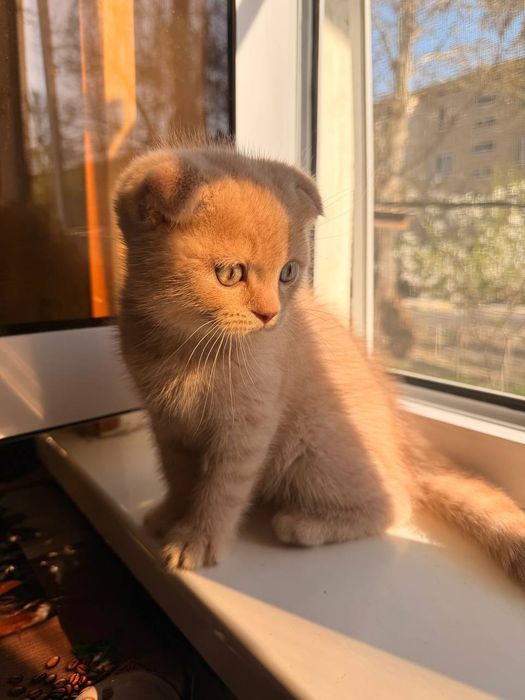 Порода:Скотиш Фолд.