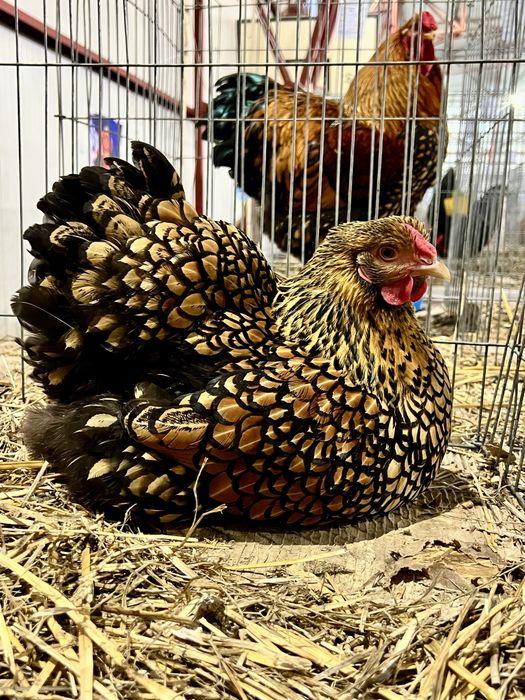 Familie Wyandotte rosu albastru auriu, GSG splash si argintiu 3+1