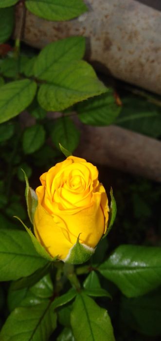 Саженцы роз 1000