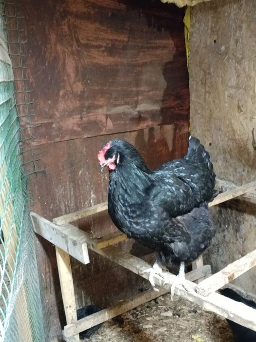 Продам курица джерскый гегант