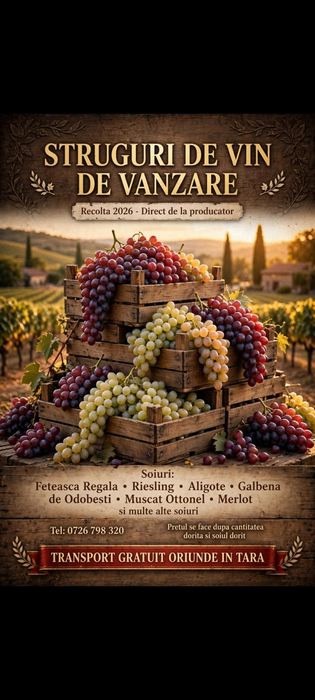 Struguri de vin ce-a mai buna calitate