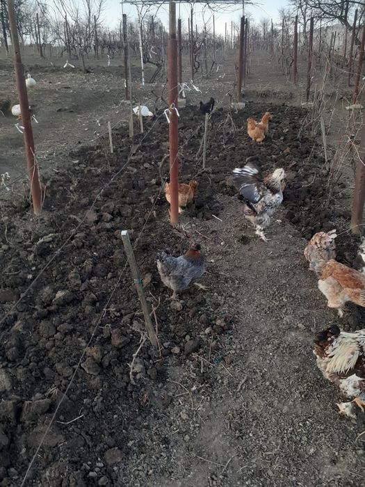 Pui  wiandote argintiu și GSG și ouă pentru incubat.