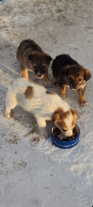 Щенята ищут семью. Мать мелкая