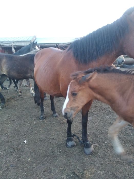 Продам 3 кобылы с жеребятами