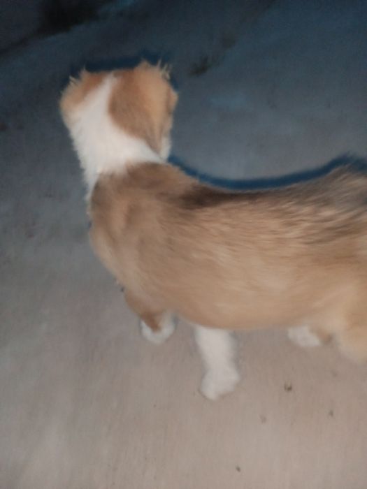 Күшк сатылымда Сарығаш