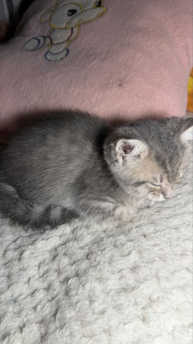котенок отдам в добрые руки