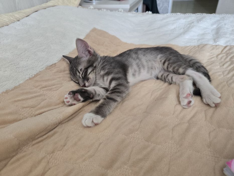 Мои сладкие котятки