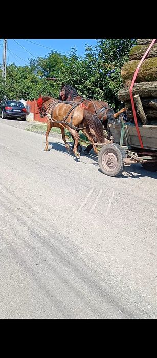 Iapă de vânzare 5 ani