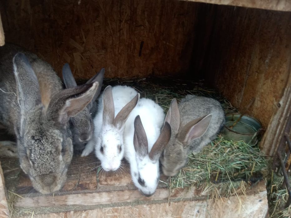 Vand 7 pui de iepure, 2 ieouroi ,o iepurita si 2 gaini brahma columbia