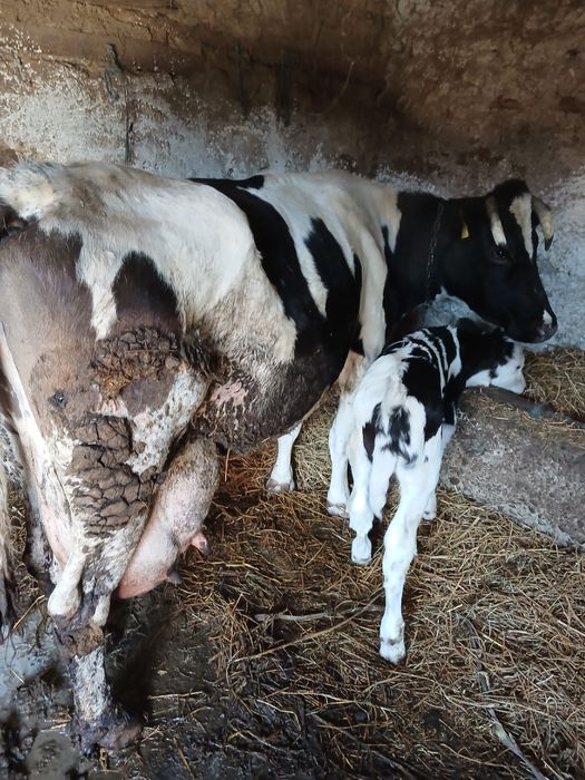 vand vaca la al 6 lea vitel