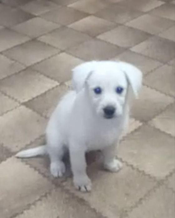 Щенок в добрые руки