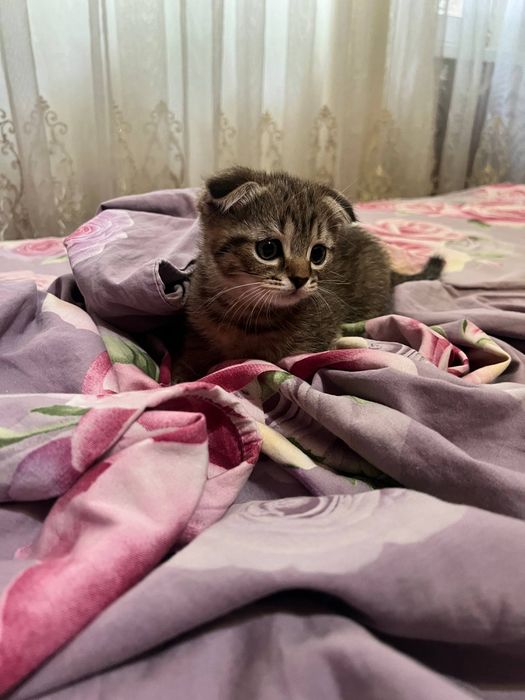 Шотландские котята