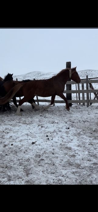 Көкпар Айғыр сатылады!!