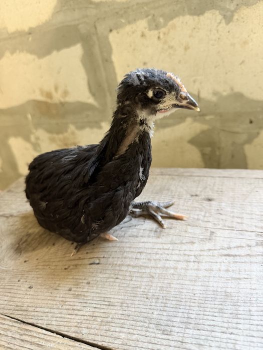 Wyandotte si Australorp negru 6 saptamani/4 saptamani