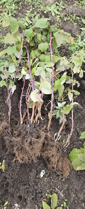 2 lei x100 buc zmeur remontant.delniwa si soi polonez