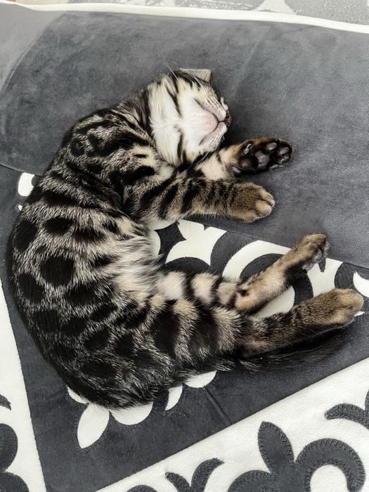 Продам бенгальского кота