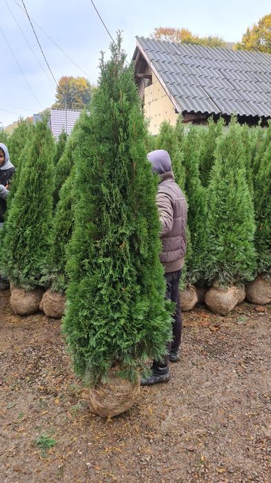 Vindem tuia de mai multe dimensiuni