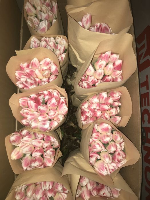 Голландские тюльпаны