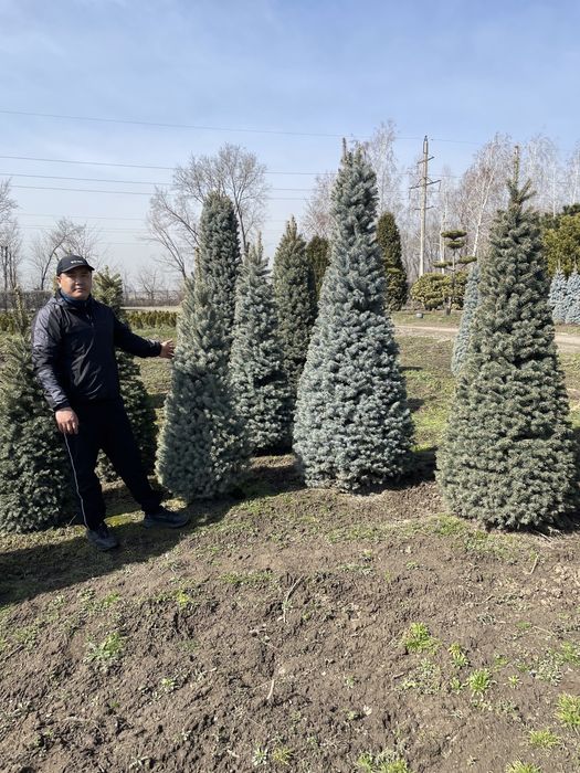 Ель голубая