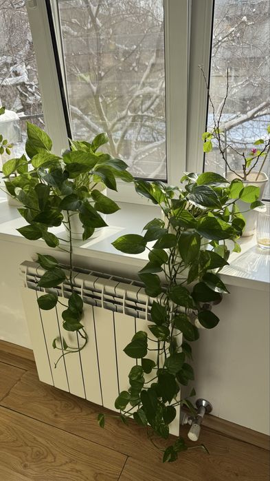 Шикарные эпипремнумы