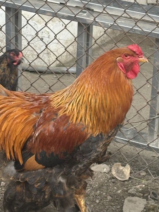 Cocoș brahma de vanzare