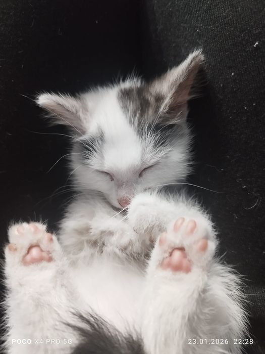 Отдам котят инвалидов