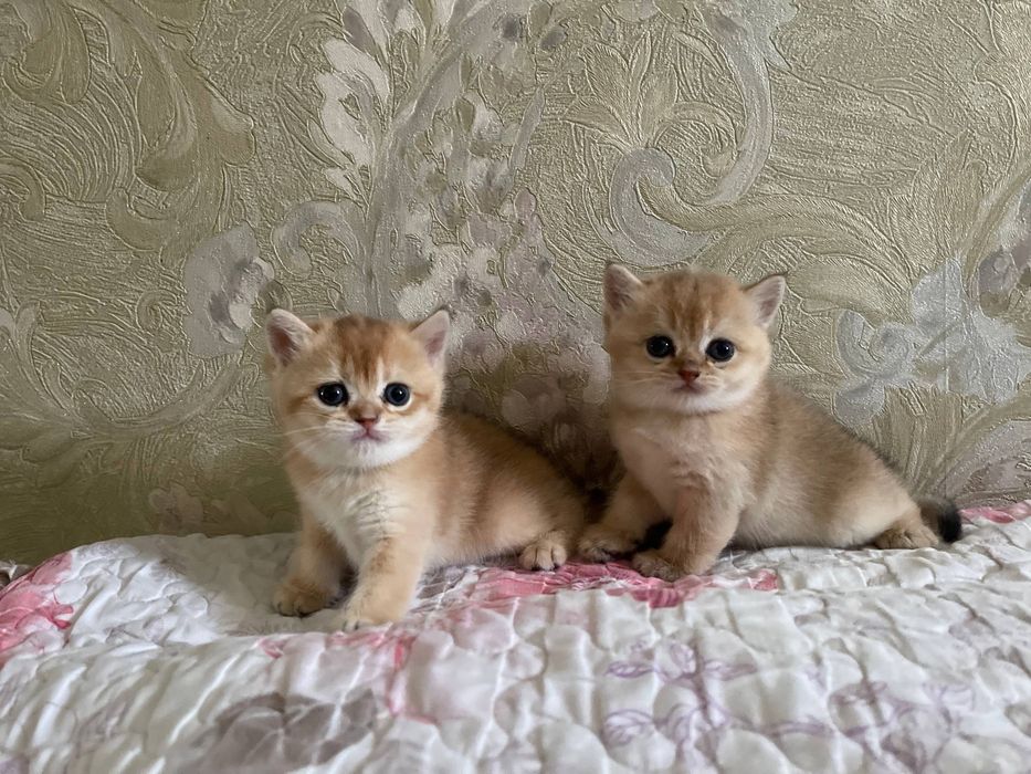 Котята золотые шиншиллы!