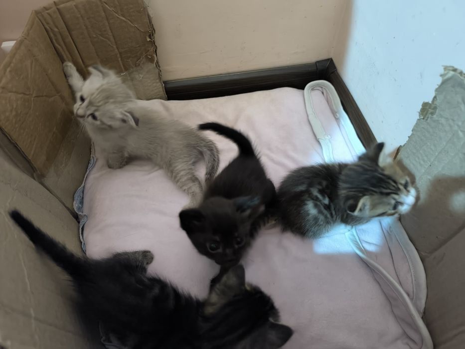 Вислоухие котята