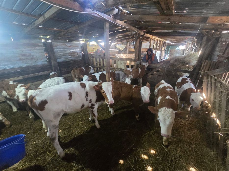 Vand vitei intarcati